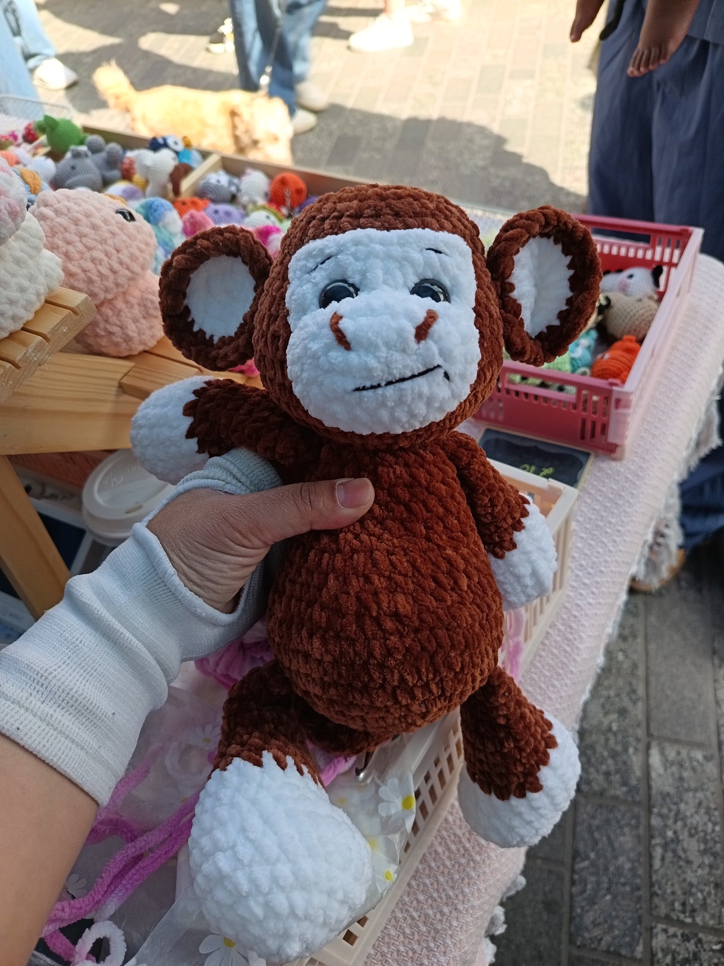 Cute baby Monkey